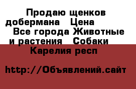Продаю щенков добермана › Цена ­ 45 000 - Все города Животные и растения » Собаки   . Карелия респ.